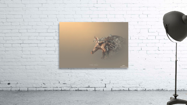 Secretive Aardvark Wall Preview