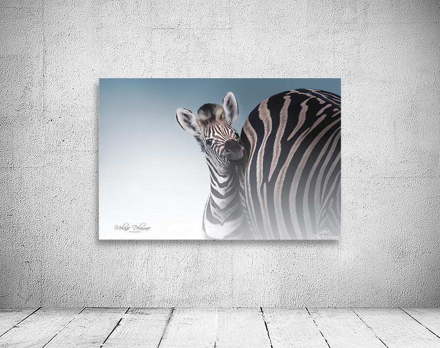 Zebra Foal Wall Preview