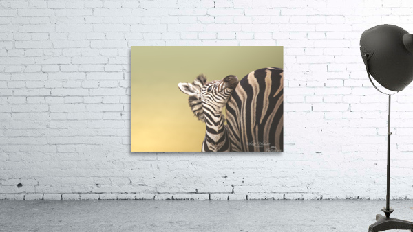 Strippy Foal Wall Preview