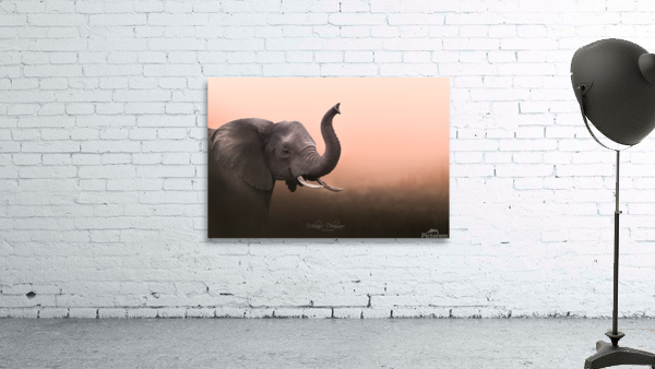 Elephant at Dawn Wall Preview