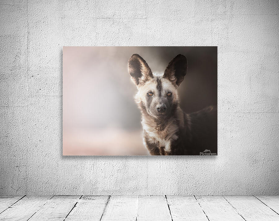 Wild Dog Portrait Wall Preview