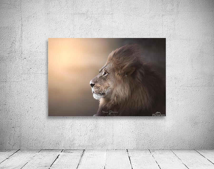 Golden Lion Wall Preview