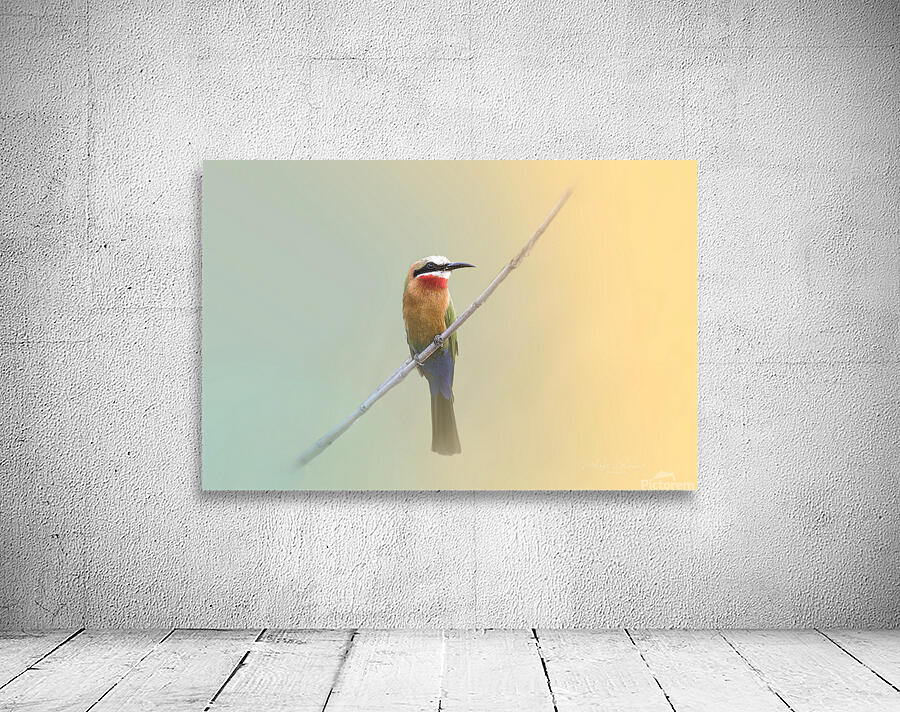 White Fronted Bee Eater Wall Preview