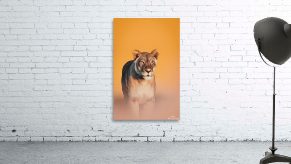 Lioness Stare Wall Preview