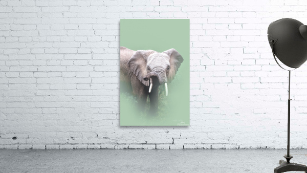 Trunk Attitude Wall Preview