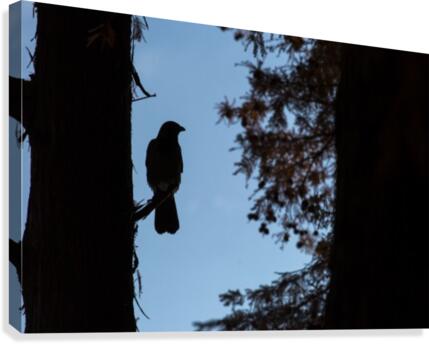 Crow in the forest Canvas Print