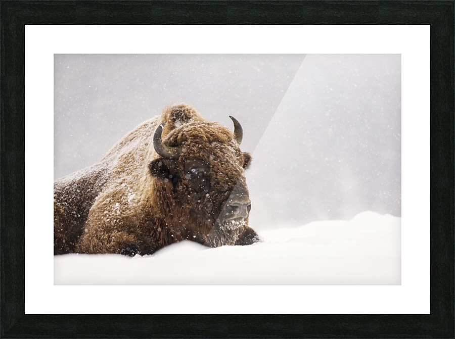 3W3A9470 copy Picture Frame print