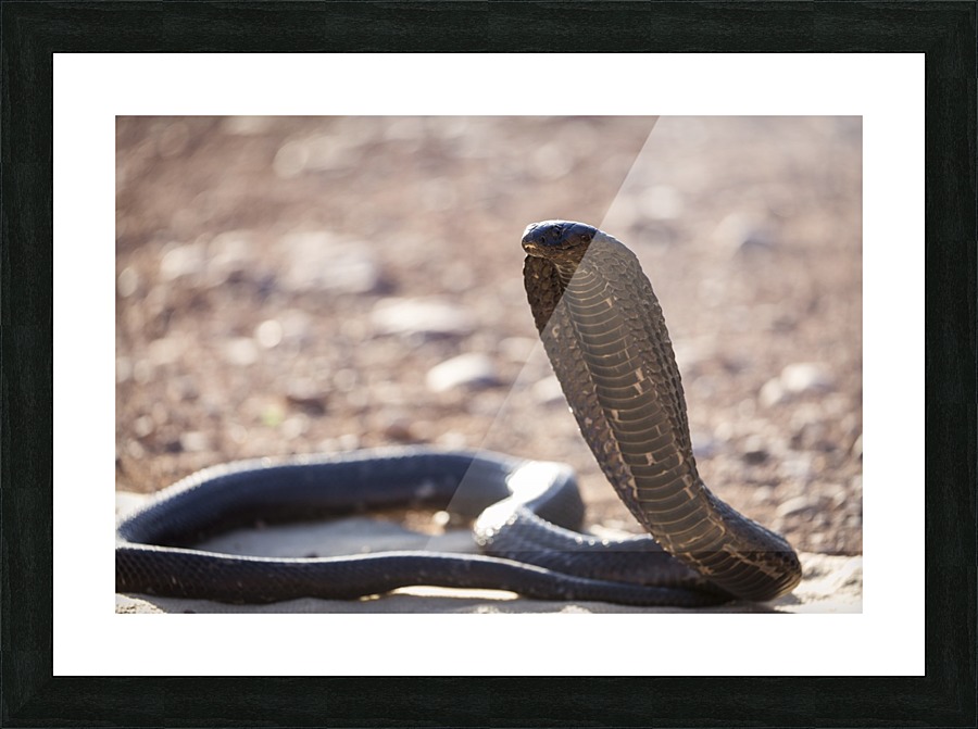 3W3A4102 copy Picture Frame print