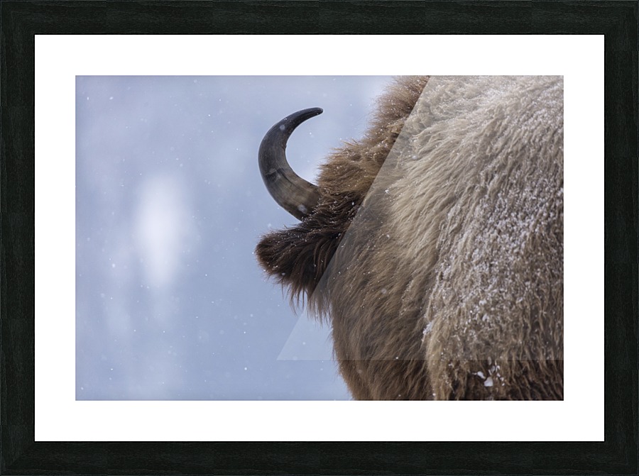 3W3A9564 copy Picture Frame print