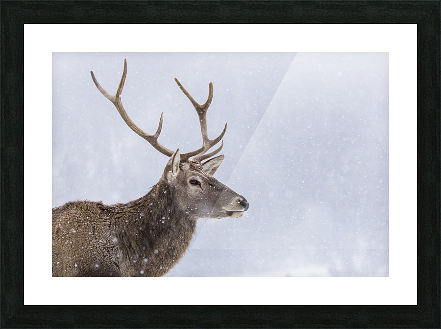 3W3A9366 copy Picture Frame print