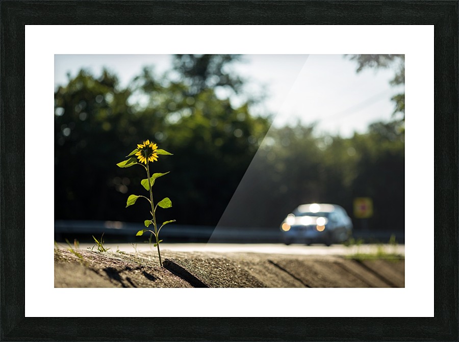 3W3A6198 copy Picture Frame print