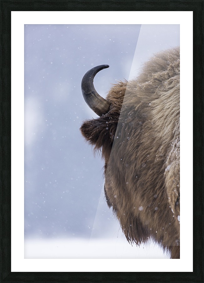 3W3A9565 copy Picture Frame print