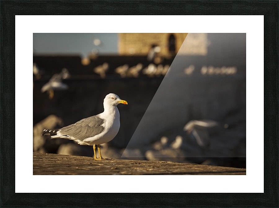 3W3A5898 copy Picture Frame print