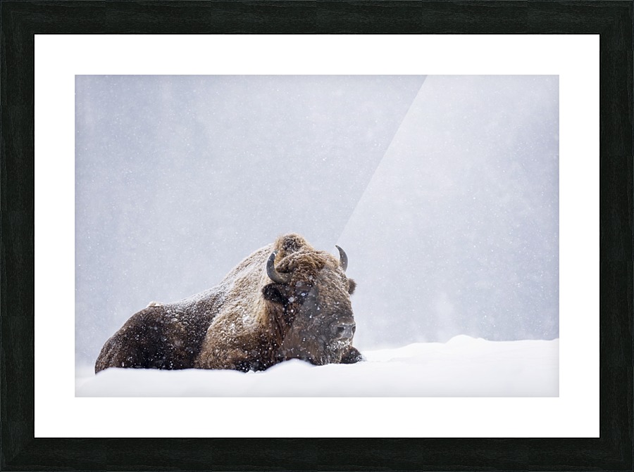 3W3A9471 copy Picture Frame print