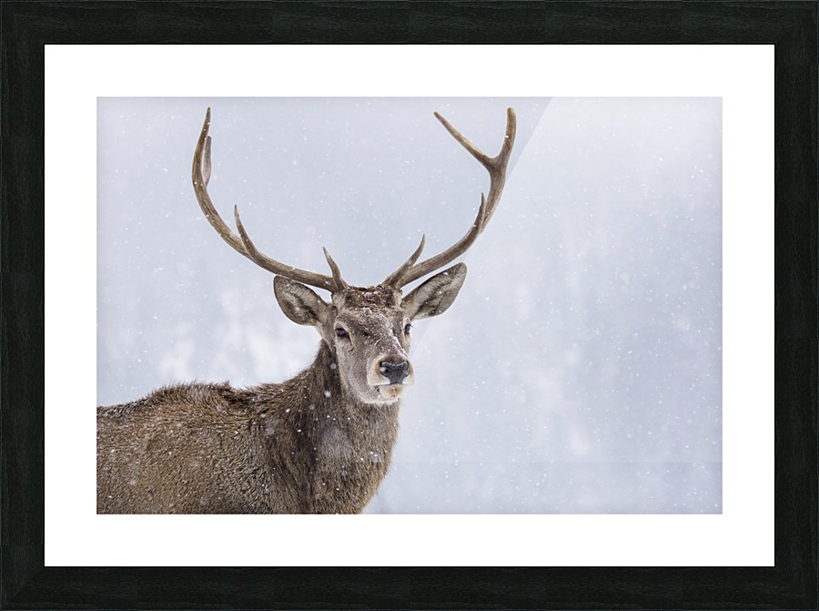 3W3A9375 copy Picture Frame print