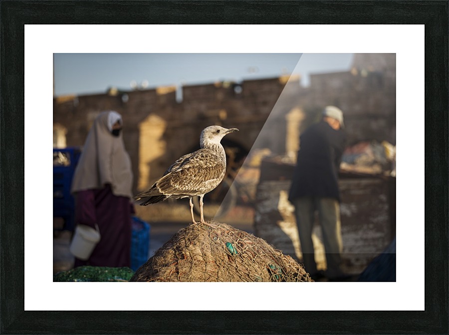 3W3A5672 copy Picture Frame print