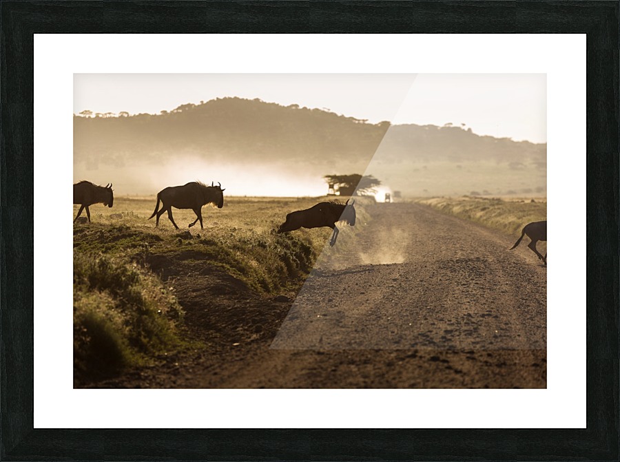 3W3A7022 copy Picture Frame print