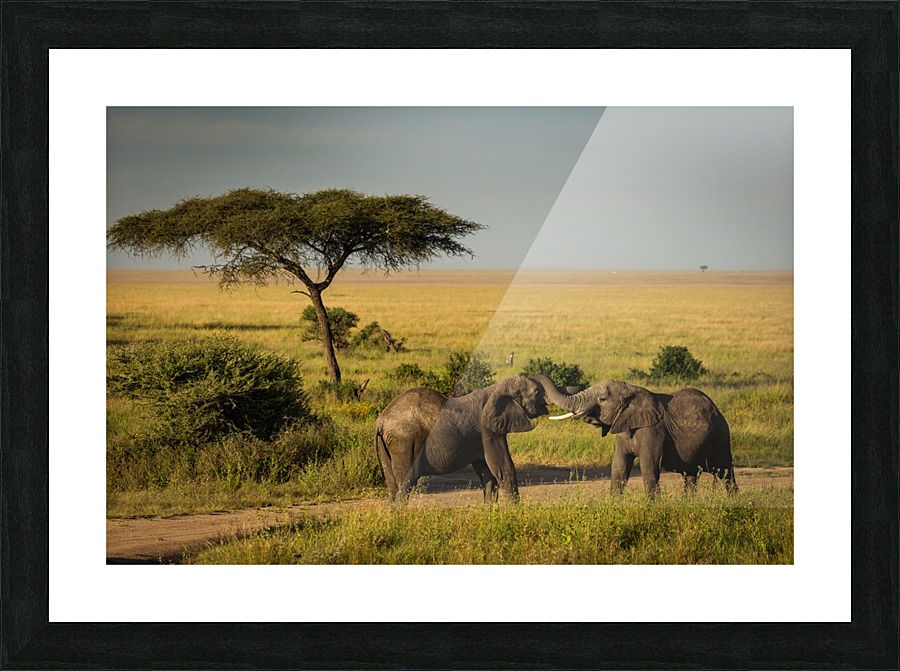 3W3A8639 copy Picture Frame print