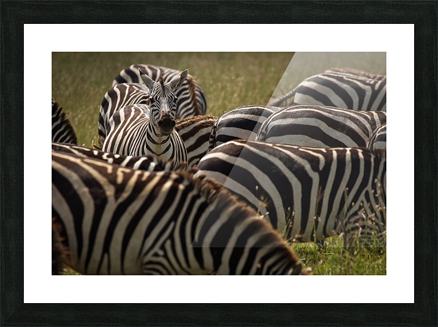 3W3A7785 copy Picture Frame print