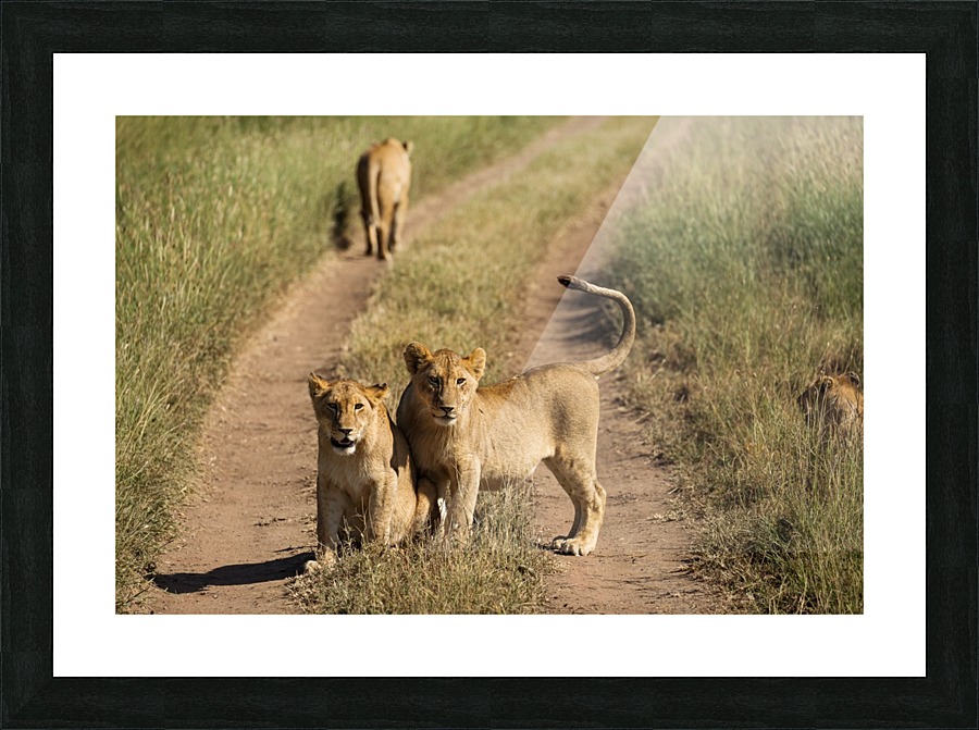 3W3A9364 Picture Frame print