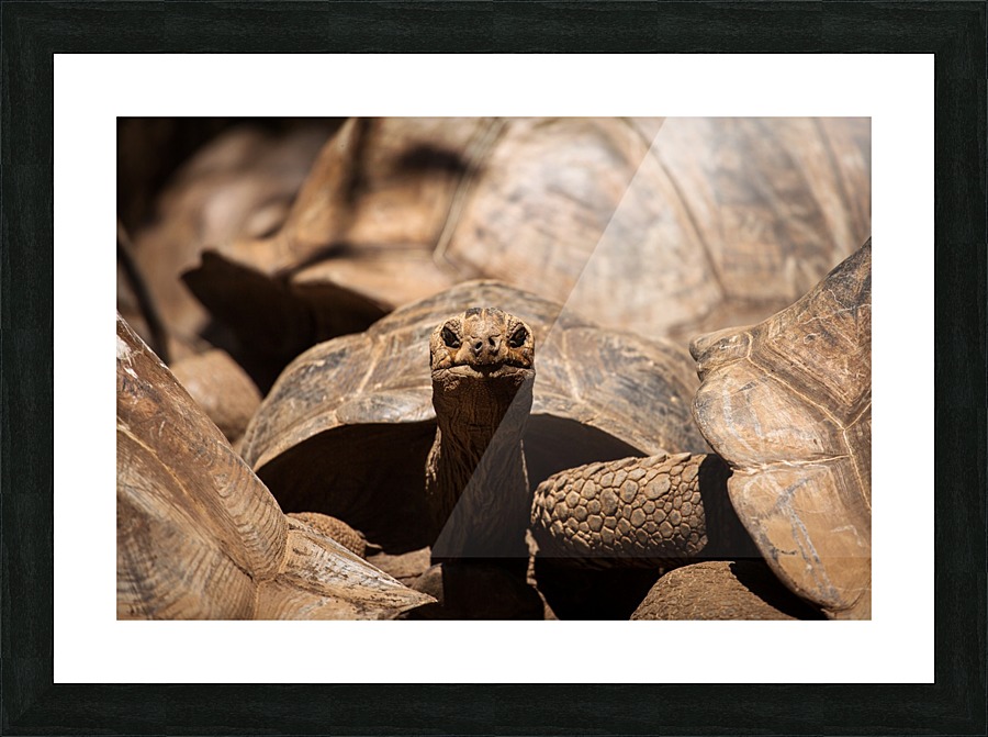 3W3A1100 copy Picture Frame print