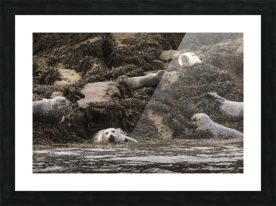 9W8A2895copy Picture Frame print