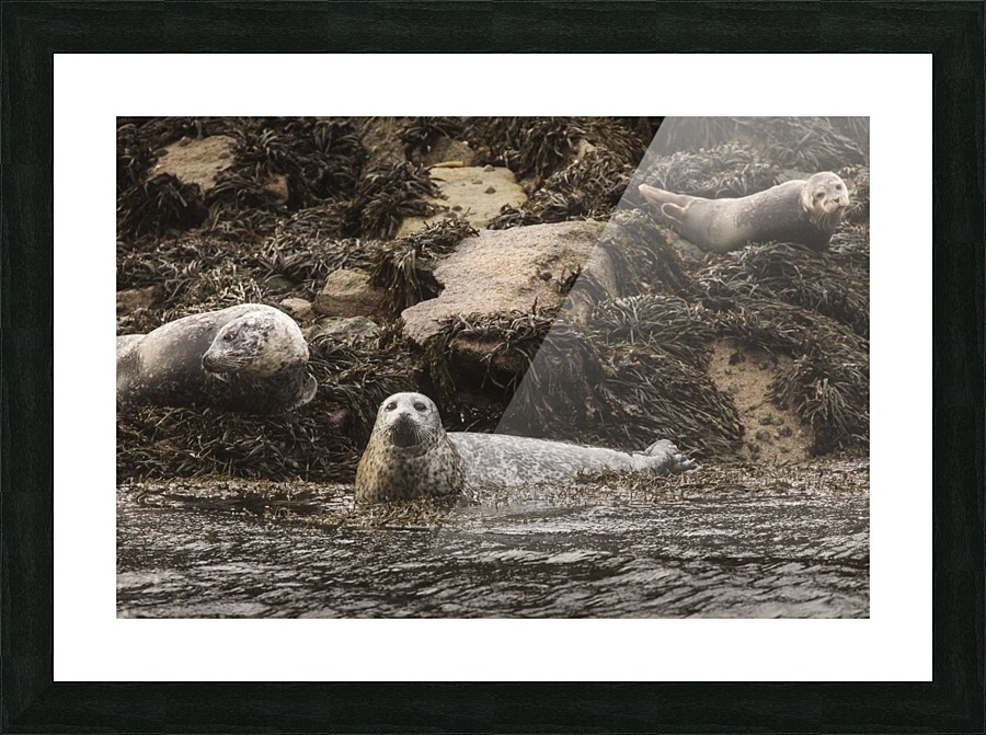 9W8A2876copy Picture Frame print