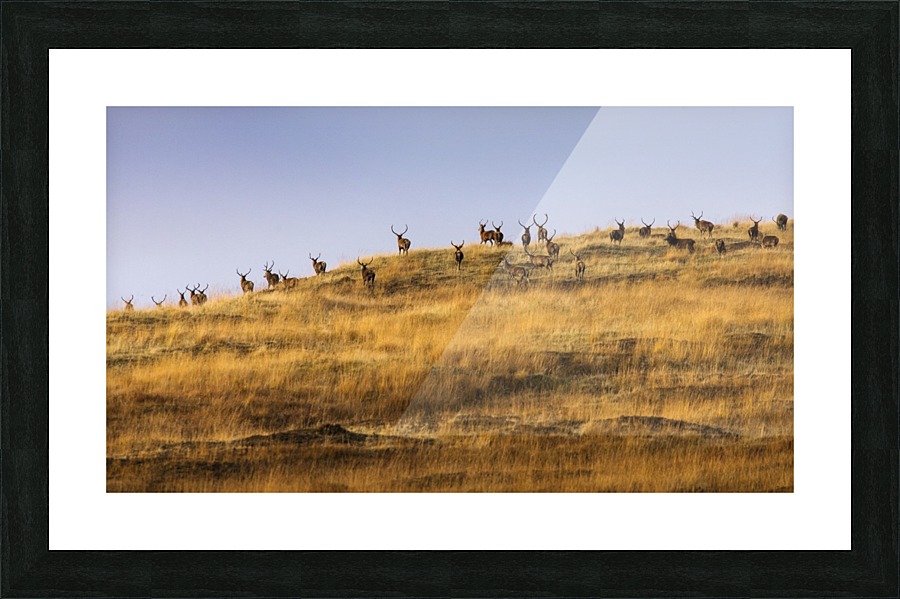 9W8A4461copy Picture Frame print