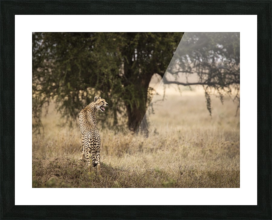 9W8A4601copy Picture Frame print