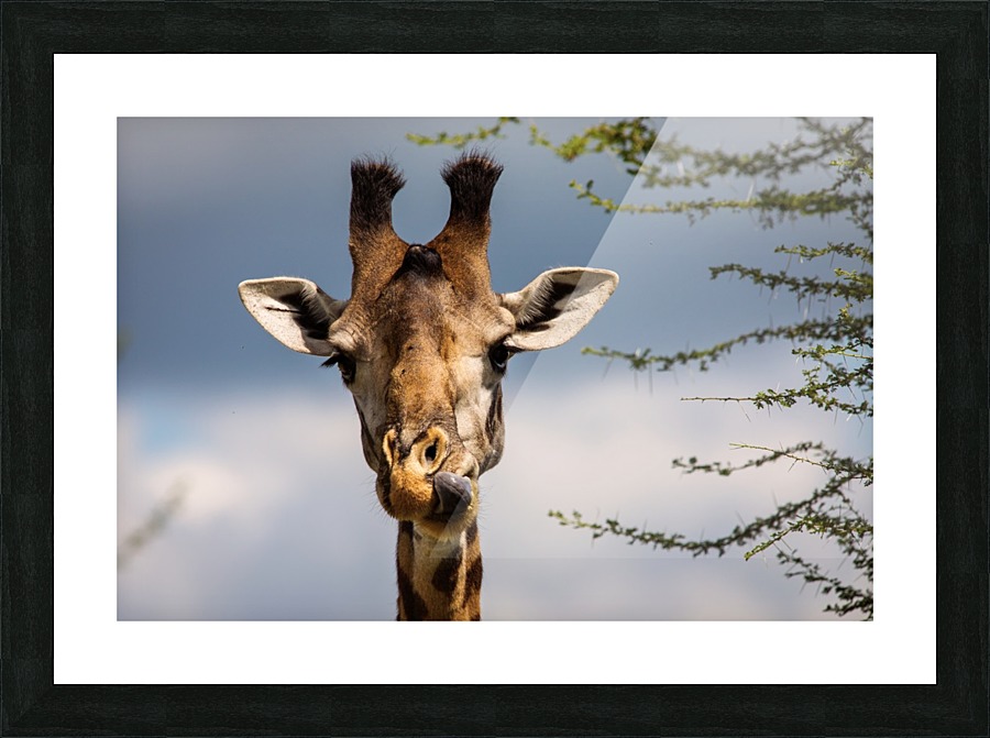 9W8A2164copy Picture Frame print