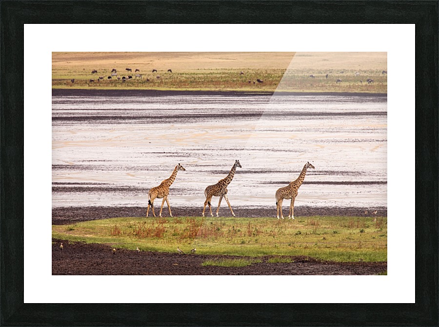 9W8A3275copy Picture Frame print