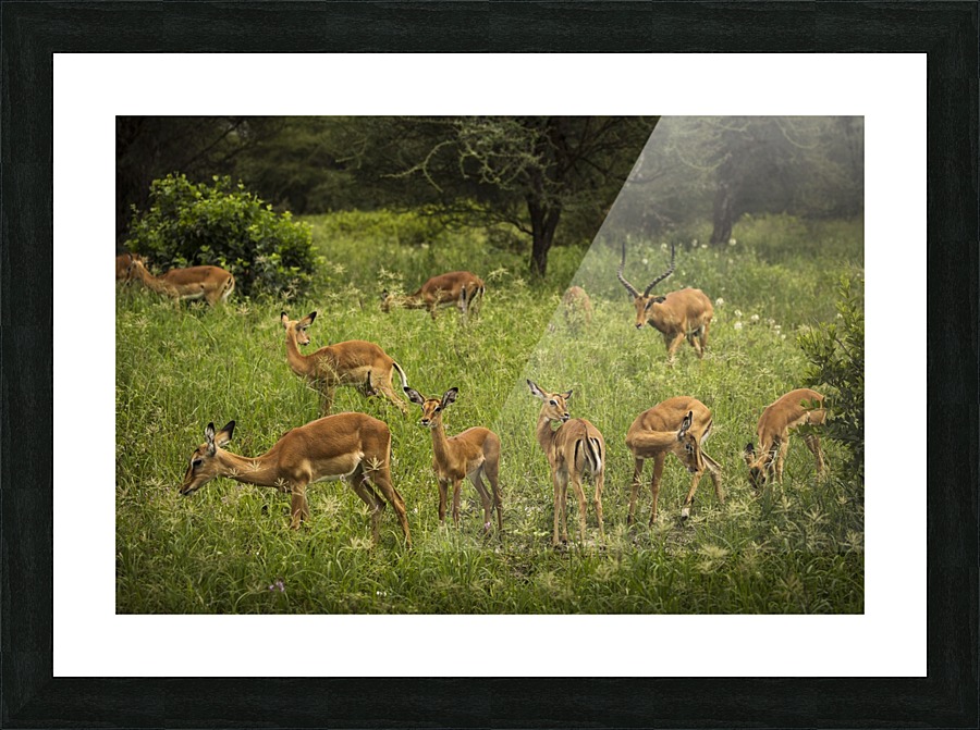 9W8A1768copy Picture Frame print