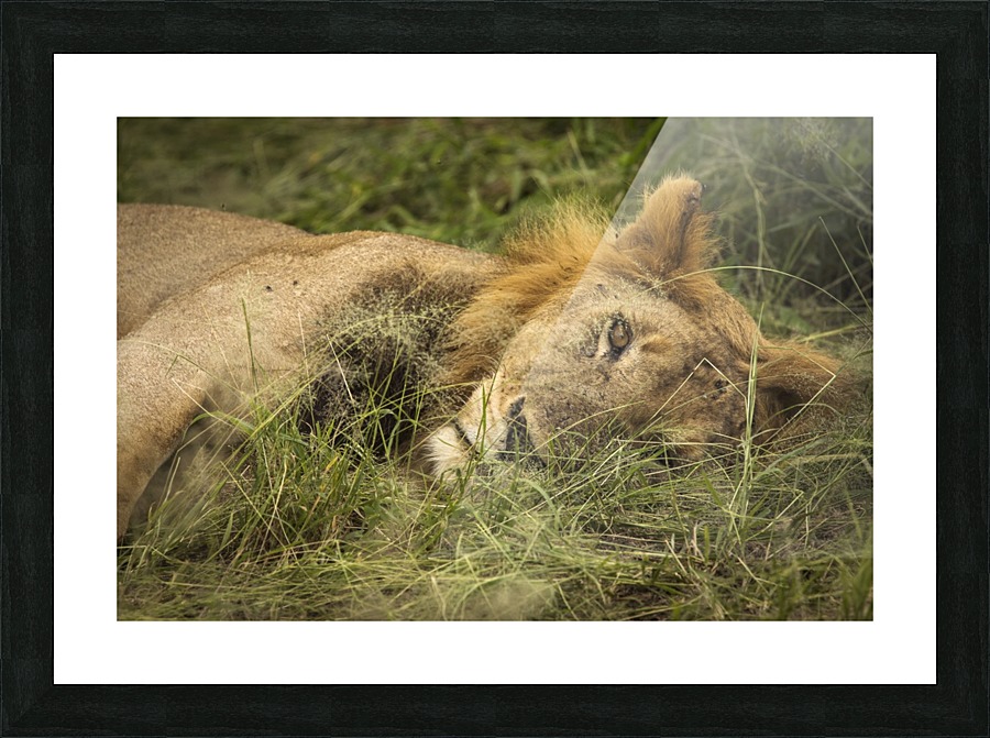 9W8A2608copy Picture Frame print