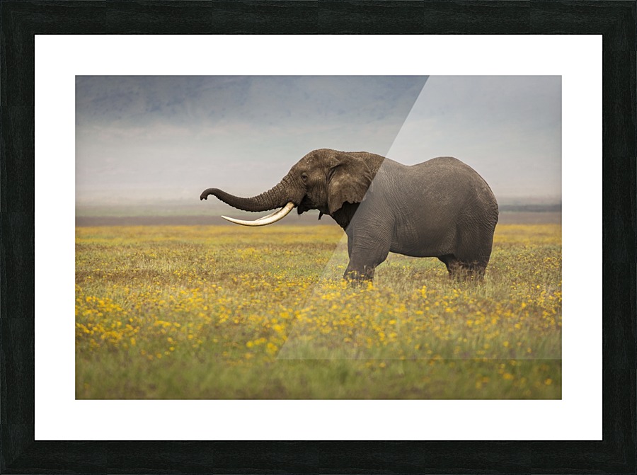 9W8A7568copy Picture Frame print