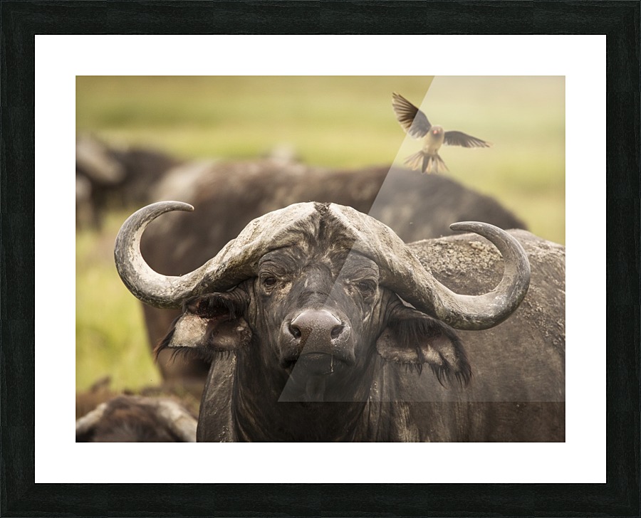  Fine Art print