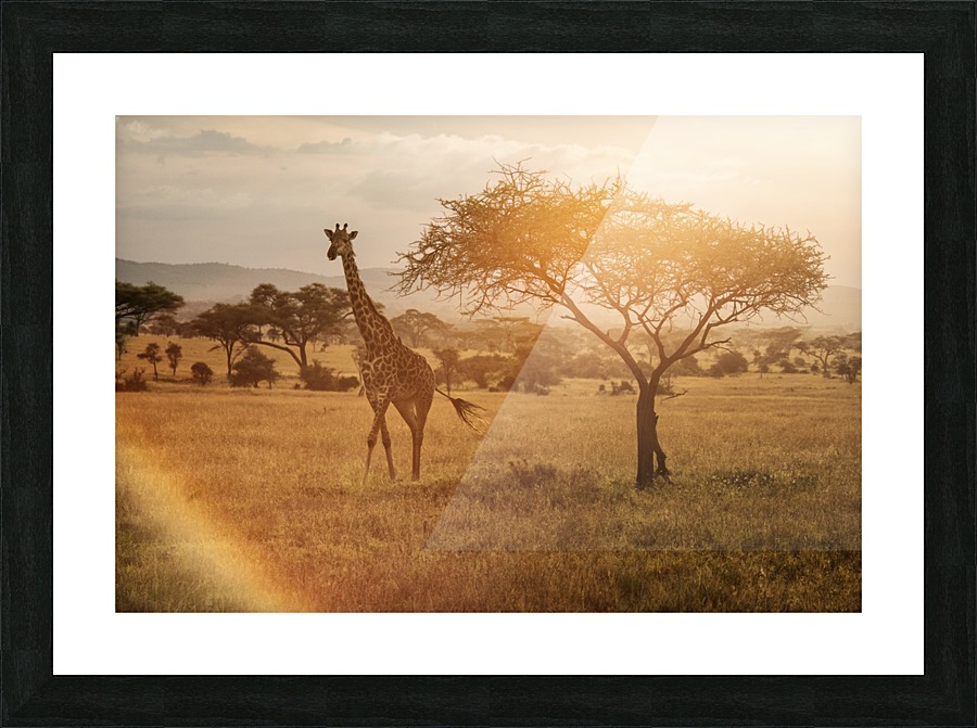  Fine Art print