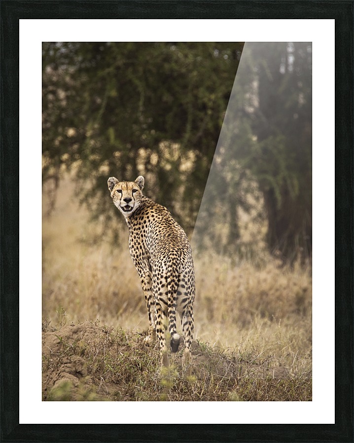  Fine Art print