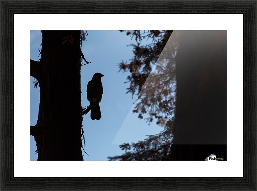 Crow in the forest Picture Frame print
