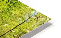 3W3A0929 copy HD Metal print