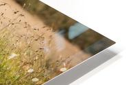 3W3A9082 HD Metal print