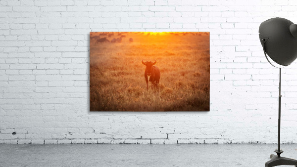 3W3A7143 Wall Preview