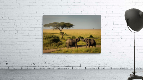3W3A8639 copy Wall Preview