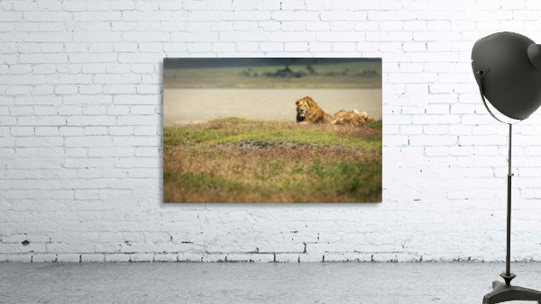3W3A0055 Wall Preview