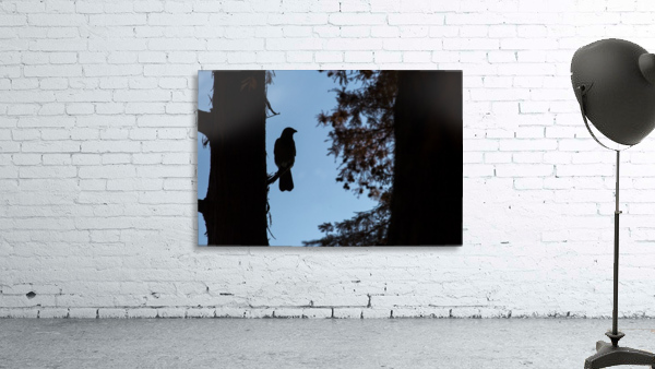 Crow in the forest Wall Preview