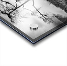 Solitary Tree Acrylic print