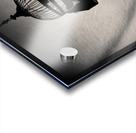 Birdcage Acrylic print