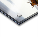 Highland Coo with a View Acrylic print