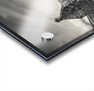 Old Cottage and Tree Acrylic print