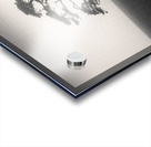 St Cyrus Tree Acrylic print