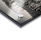 Fields End Grove Acrylic print